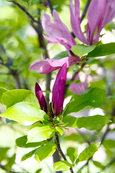 Flores de magnolia rosa — Foto de Stock