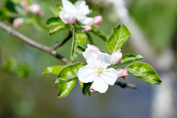 Fleur de cerisier — Photo