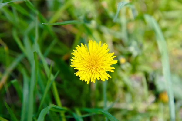 Dente de leão na grama de primavera — Fotografia de Stock