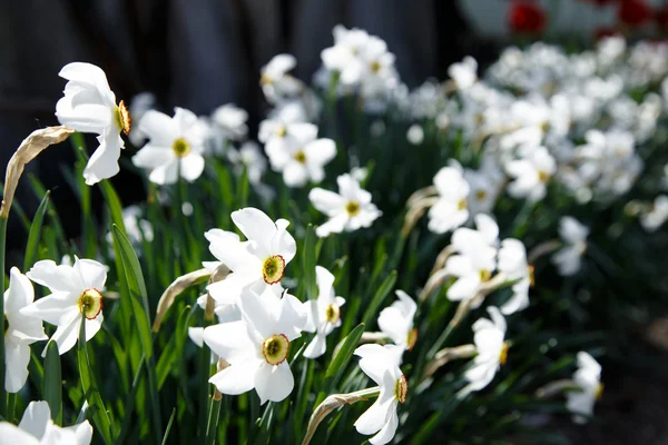 Blommor påskliljor är fotograferad — Stockfoto