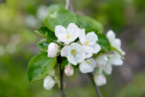 Fleur de cerisier — Photo