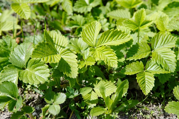 Grüne Erdbeerblätter — Stockfoto