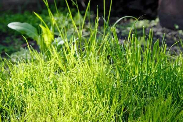 Grüner Rasen Hintergrund — Stockfoto