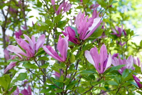 Magnolia ροζ λουλούδια — Φωτογραφία Αρχείου