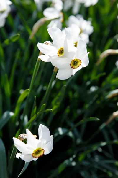 Flores narcisos es fotografiado —  Fotos de Stock