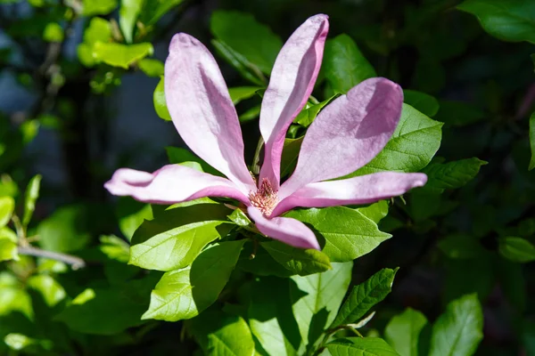 Magnolia rose fleur — Photo