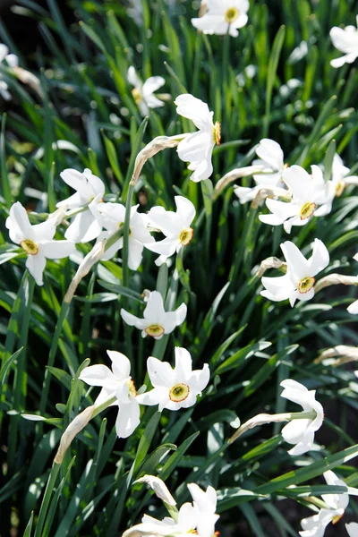 Flores narcisos es fotografiado —  Fotos de Stock