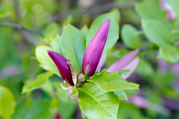 Magnolia ροζ λουλούδια — Φωτογραφία Αρχείου