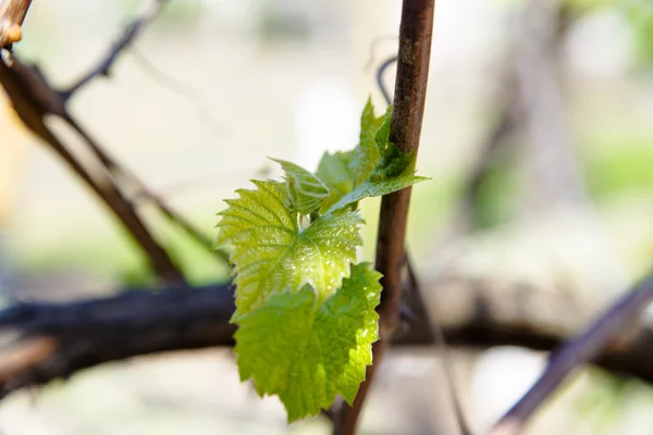 Kirschbaumblüte — Stockfoto