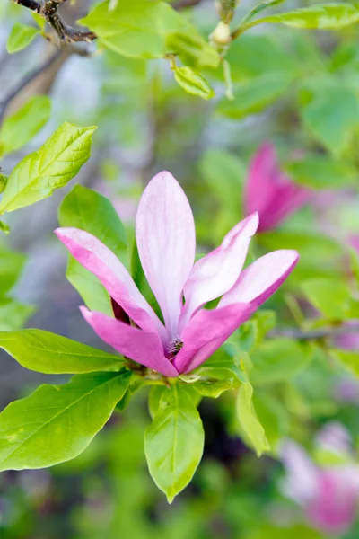 Flor de magnolia rosa — Foto de Stock