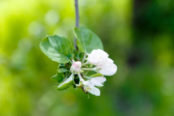 Flor de cerejeira — Fotografia de Stock