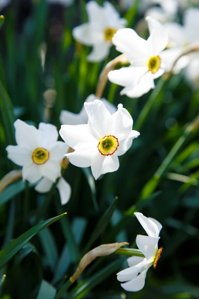 Flores narcisos es fotografiado —  Fotos de Stock
