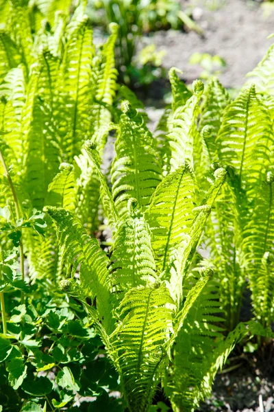 绿色蕨类植物 — 图库照片