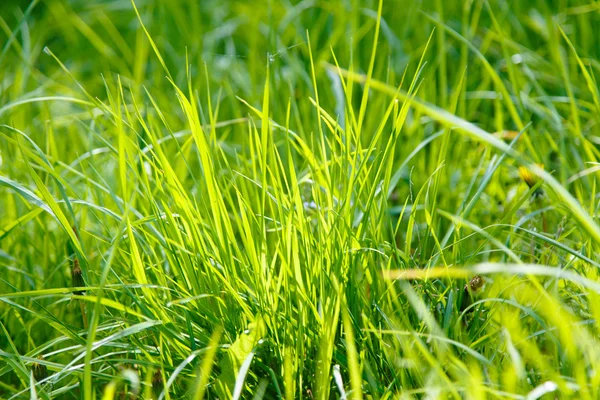 Grüner Rasen Hintergrund — Stockfoto