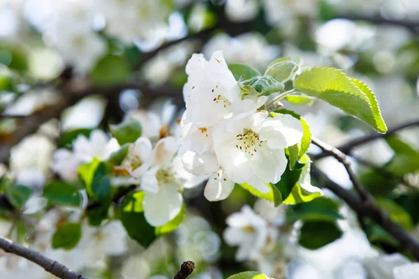 Flor de cerezo — Foto de Stock