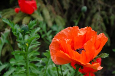 Kırmızı gelincik çiçeği