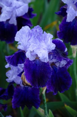 çiçek açan iris çiçekler