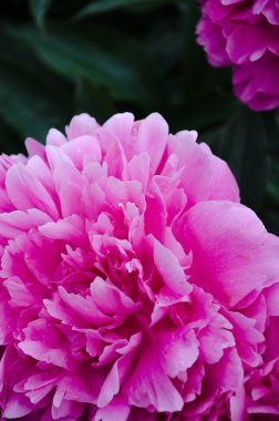 Pembe şakayık çiçeği