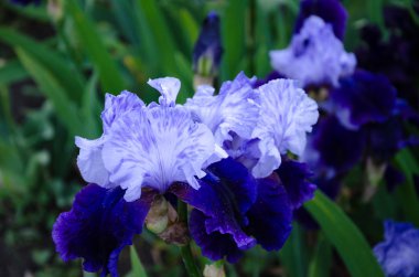 çiçek açan iris çiçekler