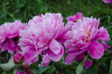 Pembe şakayık çiçekleri