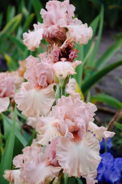 çiçek açan iris çiçekler