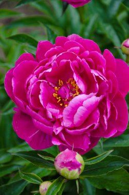 Pembe şakayık çiçeği