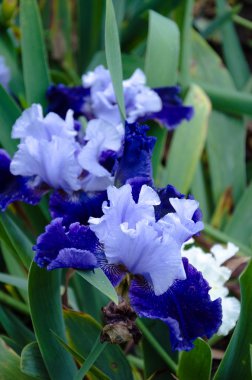 çiçek açan iris çiçekler