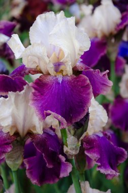 çiçek açan iris çiçekler