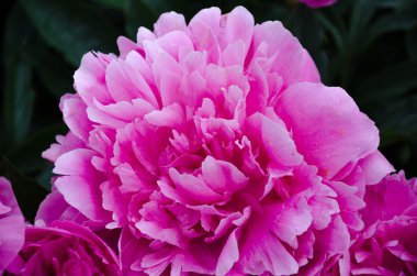 Pembe şakayık çiçeği