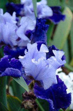 çiçek açan iris çiçekler