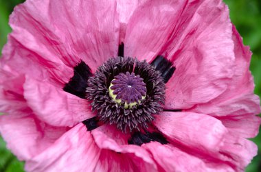 Pembe çiçek haşhaş