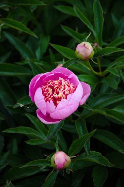 Pembe şakayık çiçeği