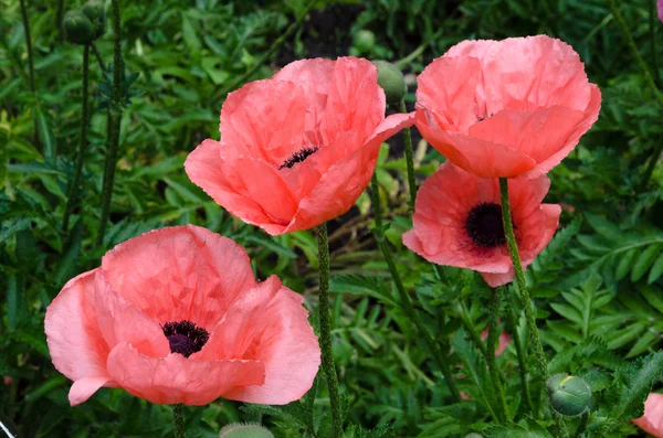 Flores de papoula rosa — Fotografia de Stock