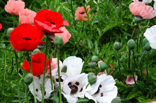 Flores de papoula vermelha — Fotografia de Stock