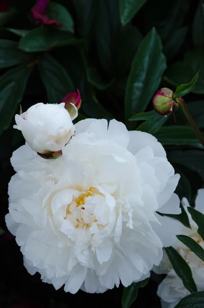 Białe kwiaty piwonii — Zdjęcie stockowe