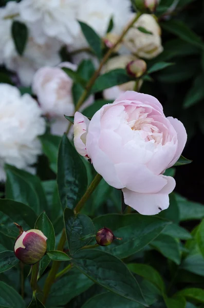 Roze pioenroos — Stockfoto