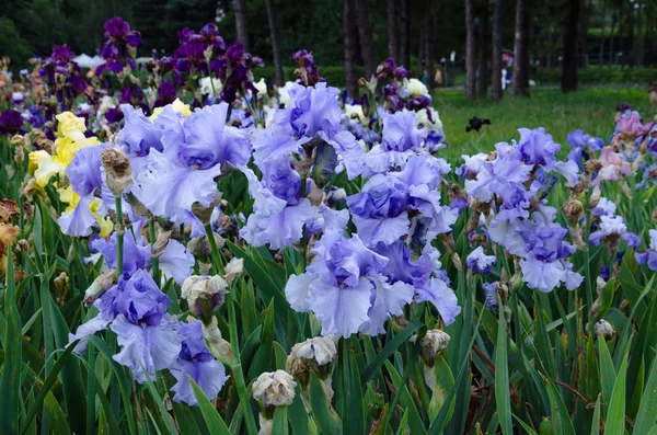 Flores da íris em flor — Fotografia de Stock