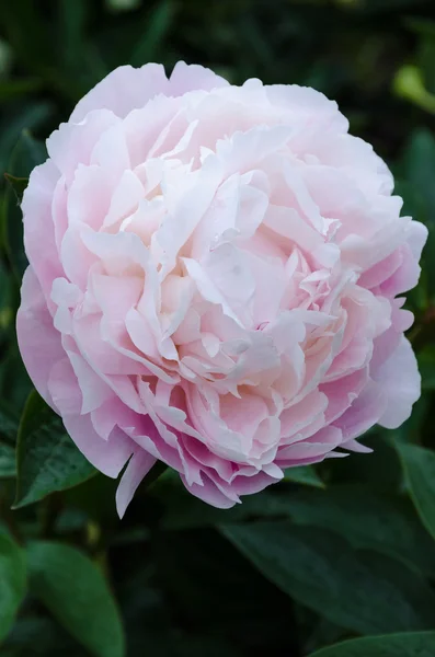 Flor de peónia branca — Fotografia de Stock