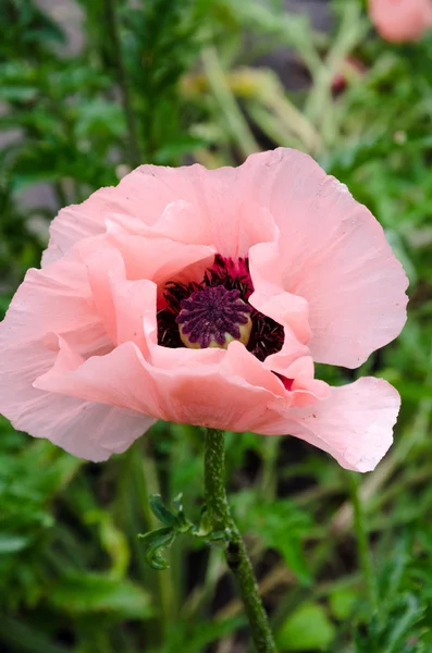 Flor de papoula rosa — Fotografia de Stock