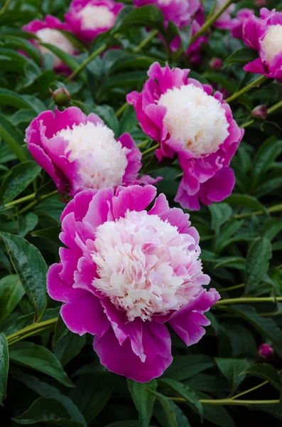 Pink peony flowers — Stock Photo, Image