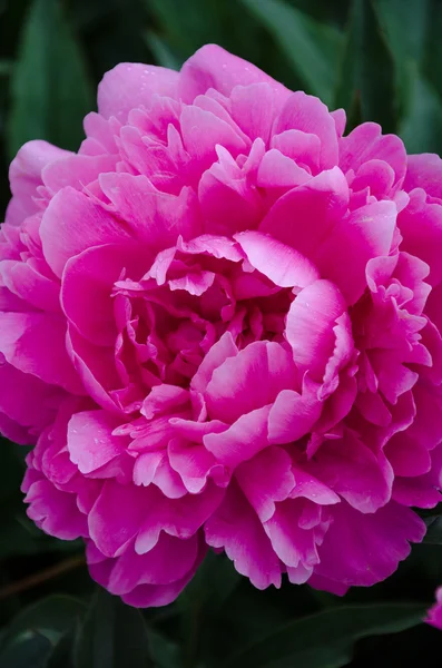 Pink peony flower — Stock Photo, Image