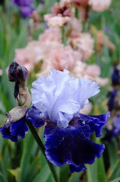 Flores de iris florecientes —  Fotos de Stock
