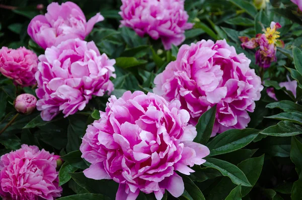 Flores de peônia rosa — Fotografia de Stock