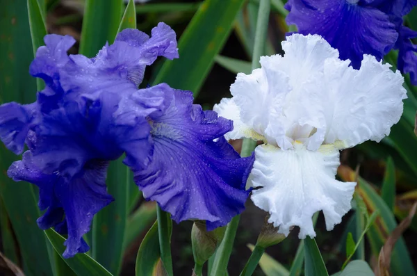 çiçek açan iris çiçekler