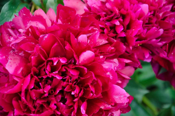 Pink peony flowers — Stock Photo, Image