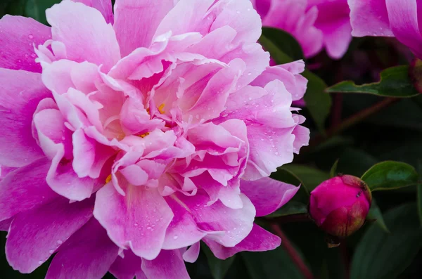 Flor de peonía rosa — Foto de Stock