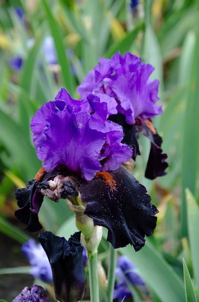 Flores de iris florecientes —  Fotos de Stock