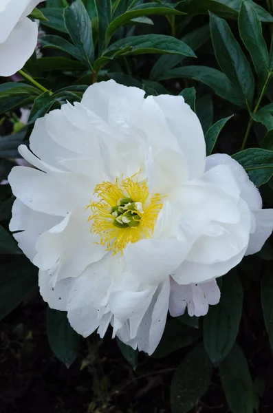 Weiße Pfingstrosenblüte — Stockfoto
