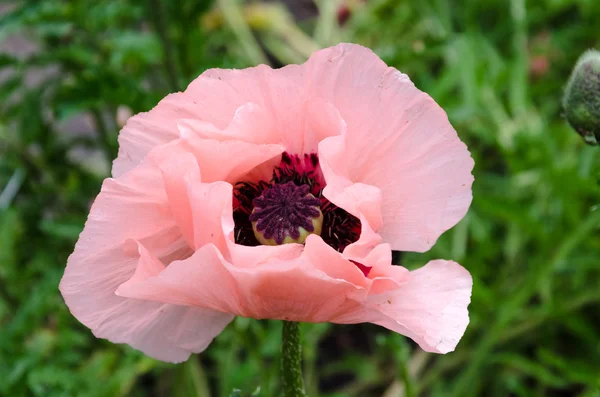 Flor de amapola rosa —  Fotos de Stock