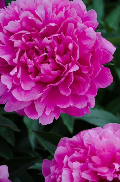 Flores de peonía rosa —  Fotos de Stock